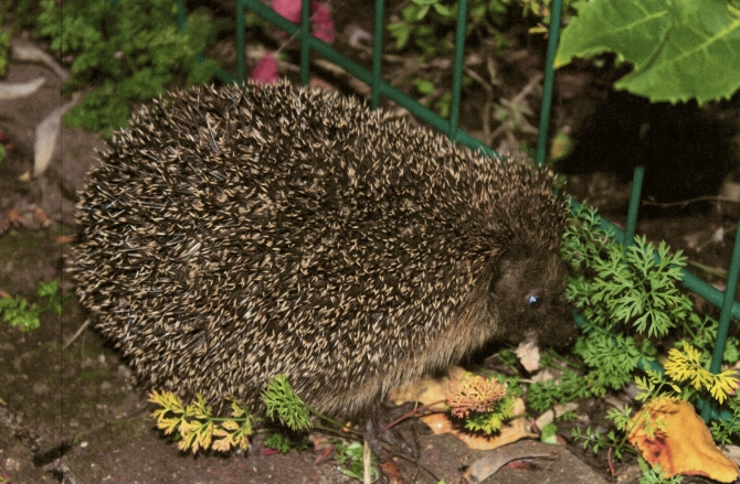 3. Preis. Foto: Hermann Petsch