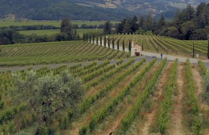 ...nach der Kultivierung mit Rebstöcken "Berliner Riesling"